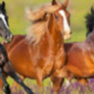 Meet your Posher, Rachael